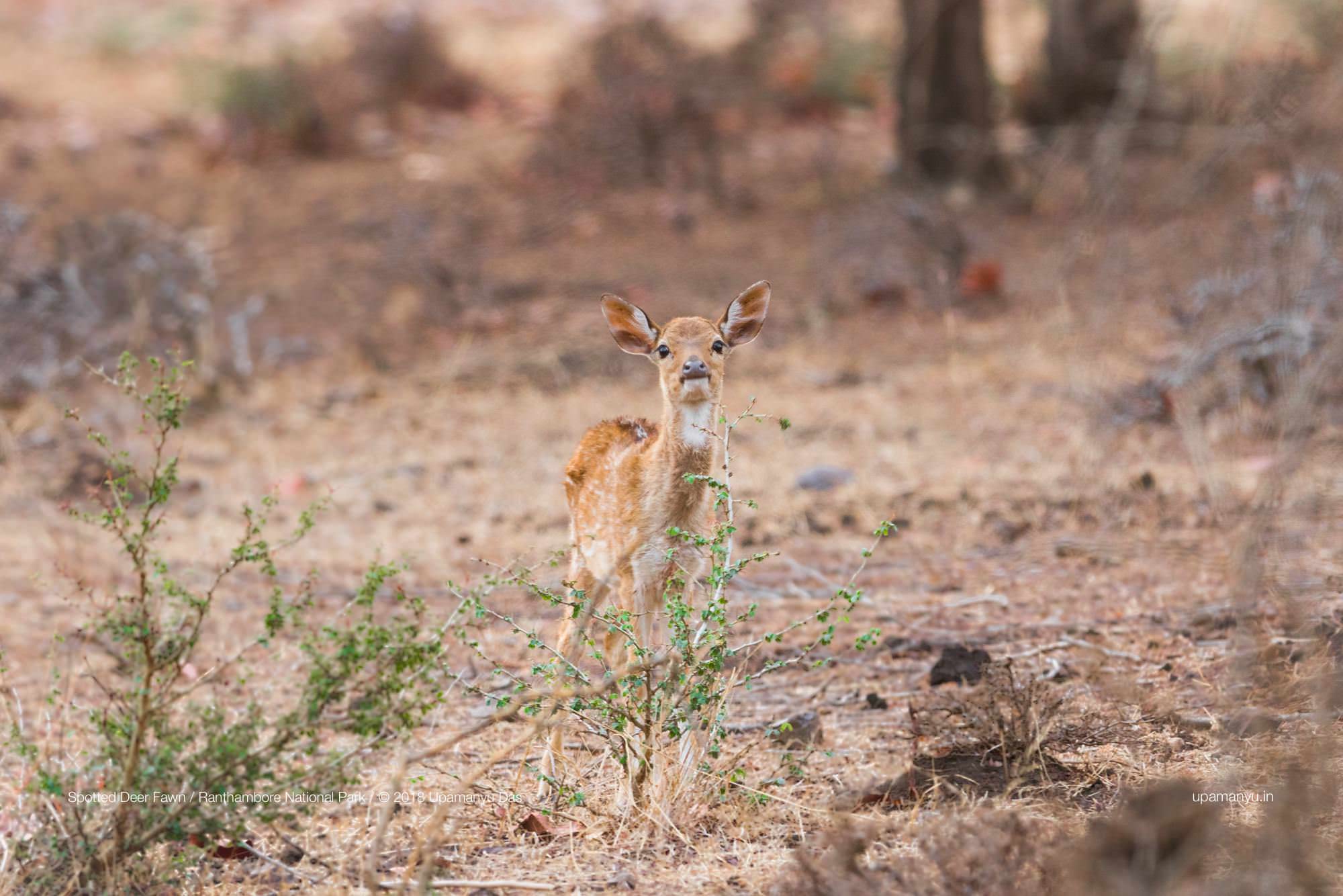 Spotted Dear Fawn (Ranthambore)